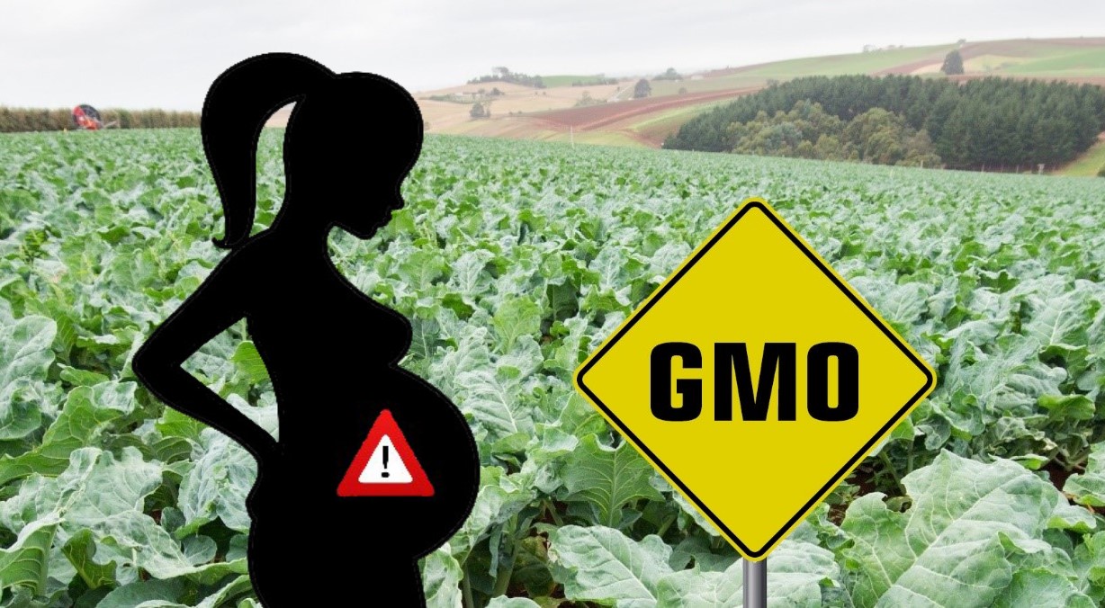 Thực phẩm GMO gây vô sinh ở người